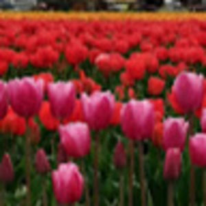 Meet your Posher, Tom